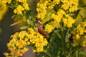 Buckeye butterfly
