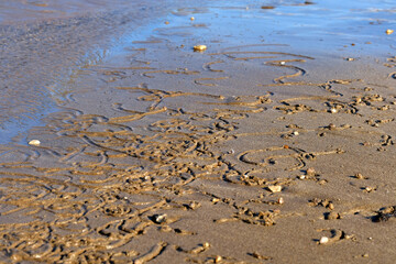 Wet sand on the beach. Texture. Shellfish traces.