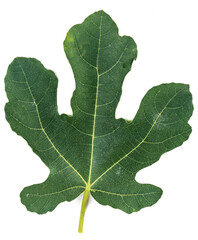 Fig leaf on white background