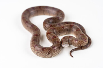 Mole Kingsnake on White background (Lampropeltis calligaster)