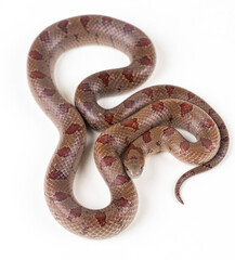 Mole Kingsnake on White background (Lampropeltis calligaster)