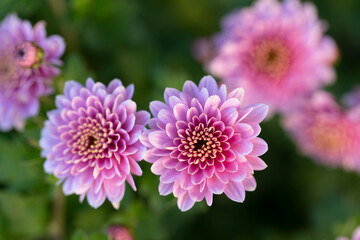 Fototapeta premium All Saint’s Day Flower Chrysanthemums in close view