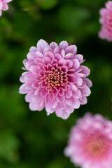 All Saint’s Day Flower Chrysanthemums in close view