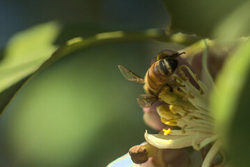 abeja recolectando polen y buscandolo, en flor de limon