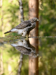 Vertical image of Northern goshawk (Accipiter gentilis) by small pond with reflection