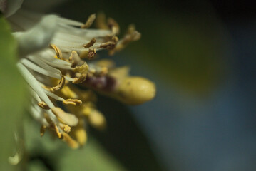 flor de limon, foto macro