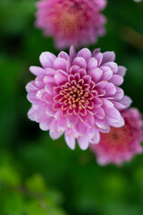 Fototapeta premium All Saint’s Day Flower Chrysanthemums in close view