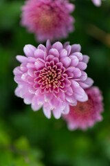 Fototapeta premium All Saint’s Day Flower Chrysanthemums in close view