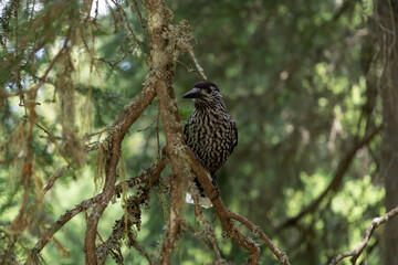 Arosa, Switzerland, August 15, 2021 Tannhaeher bird (Nucifraga Caryocatactes) on a branch