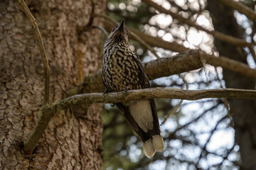 Arosa, Switzerland, August 15, 2021 Tannhaeher bird (Nucifraga Caryocatactes) on a branch