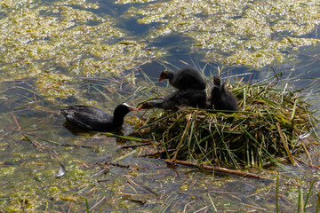 Arosa, Switzerland, August 15, 2021 Mother coot is feeding her babies in the lake