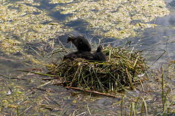 Arosa, Switzerland, August 15, 2021 Baby coots in a nest in the lake
