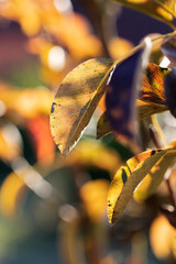 Warm colors of Dead leaves during autumn in close view