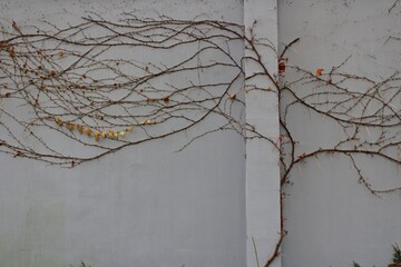 tree in the wall