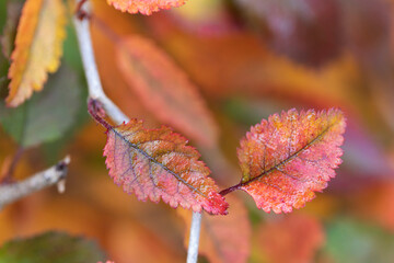 Warm colors of Dead leaves during autumn in close view