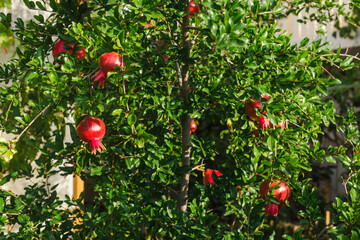 Red Ripe pomegranate on a tree. Growing garnet