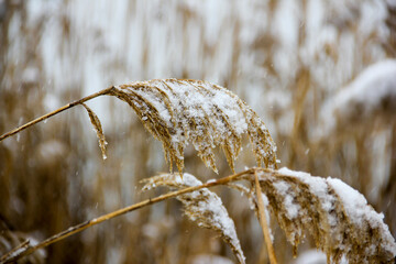 Dry reeds in the snow. Golden reed grass, pampas grass. Winter poster. Abstract natural background....