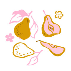 Vector pears illustration. Hand drawn vector set of decorative pears. Illustration with fruits.