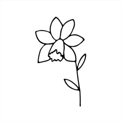 Painted Iris flower. Doodle style, black outline, drawing with floral elements, minimalism. Isolated. Vector illustration.