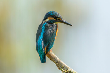 Kingfisher