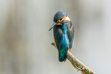 Kingfisher
