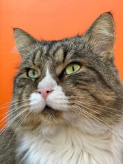 Cat with green eyes portrait on orange wall background. Cute whiskered cat face closeup. Serious cat looks away and dreams about fish.