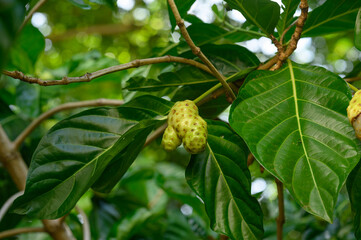 Noni fruits on exotic tree with leaves background