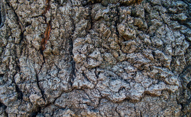 Close-up of tree bark. An old tree. The texture of an uneven and rough wood surface.
