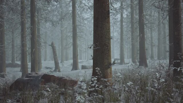 winter white frozen forest in snow