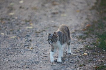 White and gray cat