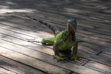 Green Iguana (Iguana Iguana) Large Herbivorous Lizard Stands on a Wooden Dock in the Botanical Garden in Medellin, Colombia