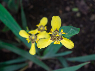 Martinique Trimezia Known as Yellow Walking Iris and Forenoon Yellow Flag (Trimezia martinicensis) is in the Garden in a Cloudy Day