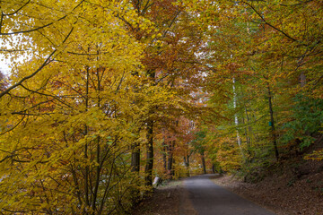 strasse im herbstlichen stumpfwald