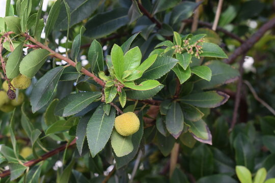 Strawberry tree leaves and immature green fruits (Arbutus unedo)