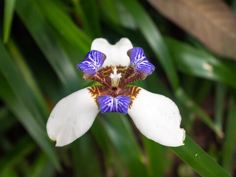White and Purple Flower with three Petals Knows as Walking Iris, Apostle's Iris and Apostle Plant (Trimezia) is in the Garden in Medellin, Colombia
