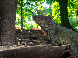 Green Iguana (Iguana Iguana) Large Herbivorous Lizard Stands Feeds in the Botanical Garden in Medellin, Colombia
