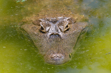 Brazilian alligator with its head sticking out of the water in fine detail