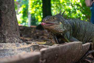Green Iguana (Iguana Iguana) Large Herbivorous Lizard Stands Feeds in the Botanical Garden in Medellin, Colombia