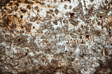 Close-up of tree bark. An old tree. The texture of an uneven and rough wood surface.