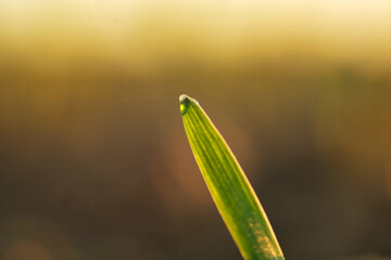 Jesienne zboże z kroplą rosy. © Adam Sadlak