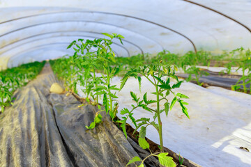 Tomatoes are planted in rows in a greenhouse. The soil is lined with agrofiber to prevent weeds from growing