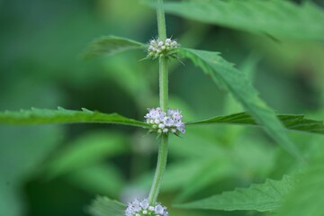 Flower of an American bugleweed, Lycopus americanus