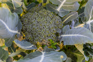 Broccoli grows in organic soil on a vegetable plot. Broccoli in natural conditions, close-up.