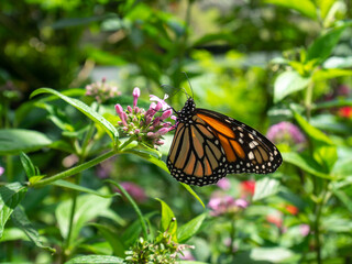 Monarch Butterfly (Danaus plexippus) Feeding on a Pink Flowers calls Egyptian Starcluster (Pentas lanceolata) in a Garden in Medellin, Colombia