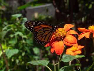 Monarch Butterfly (Danaus plexippus) Feeding on Enormous Orange Flower Knows as Daisy in a Garden in Medellin, Colombia