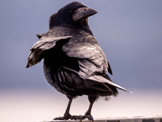 Crow Looking Back