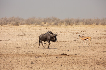 Blue wildebeest and springbox in Etosha National Park, Namibia.
