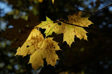 Ahornblätter im Sonnenlicht