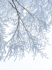 icy snow twigs of winter tree with sparkling frost against the background of snow-white sky - 1