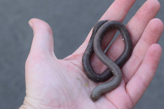 Earthworm (Lumbricus terrestris) held in hand
